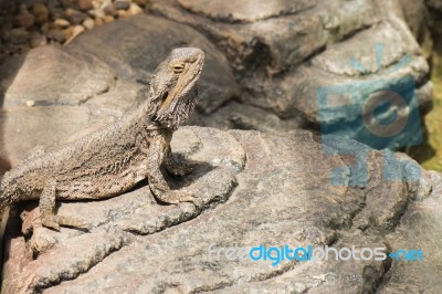 Water Dragon Outside During The Day Stock Photo