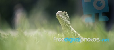 Water Dragon Outside During The Day Stock Photo