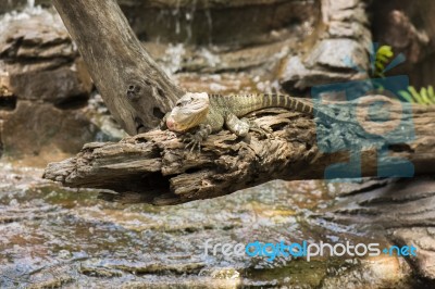 Water Dragon Outside During The Day Stock Photo