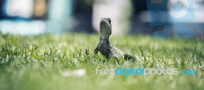 Water Dragon Outside During The Day Stock Photo