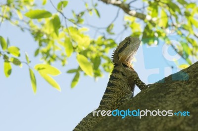 Water Dragon Outside During The Day Stock Photo