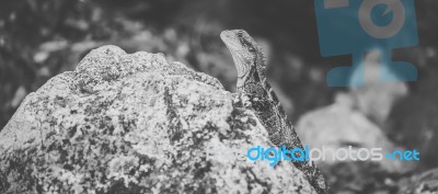 Water Dragon Outside During The Day Stock Photo