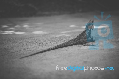 Water Dragon Outside During The Day Stock Photo