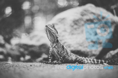 Water Dragon Outside During The Day Stock Photo