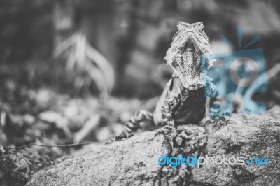 Water Dragon Outside During The Day Stock Photo