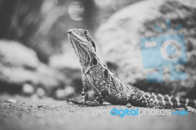 Water Dragon Outside During The Day Stock Photo