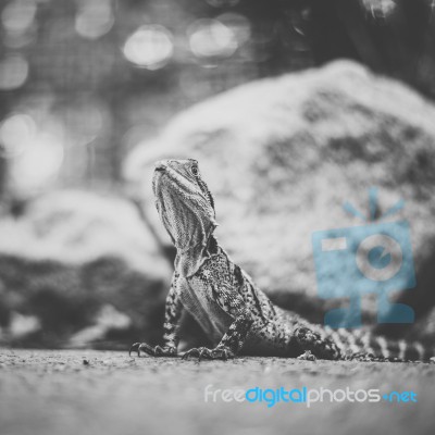 Water Dragon Outside During The Day Stock Photo