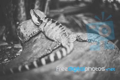 Water Dragon Outside During The Day Stock Photo