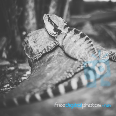 Water Dragon Outside During The Day Stock Photo