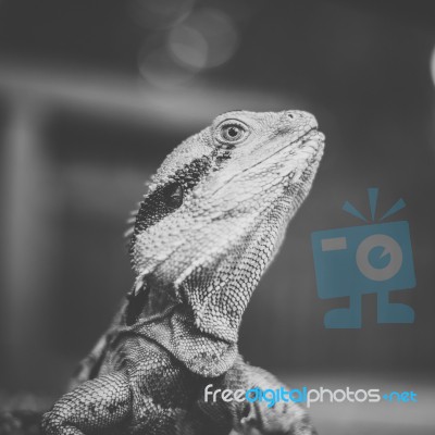 Water Dragon Outside During The Day Stock Photo