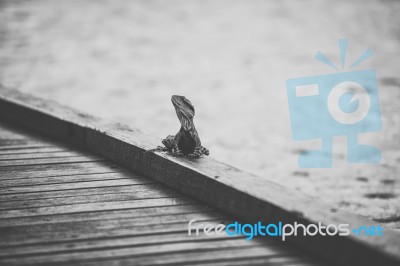 Water Dragon Outside During The Day Stock Photo