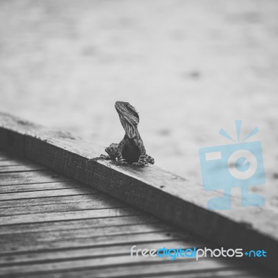 Water Dragon Outside During The Day Stock Photo