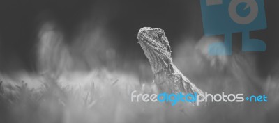 Water Dragon Outside During The Day Stock Photo