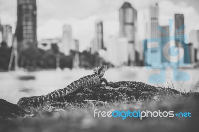 Water Dragon Outside During The Day Stock Photo