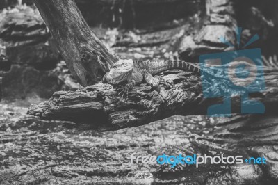 Water Dragon Outside During The Day Stock Photo