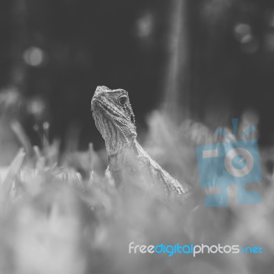 Water Dragon Outside During The Day Stock Photo