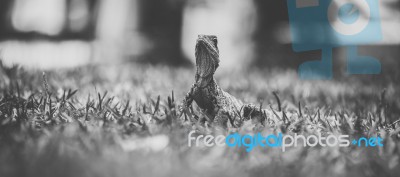 Water Dragon Outside During The Day Stock Photo