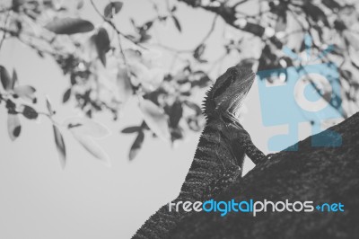 Water Dragon Outside During The Day Stock Photo