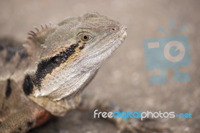 Water Dragon Outside During The Day.  Stock Photo