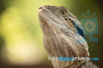 Water Dragon Outside During The Day.  Stock Photo