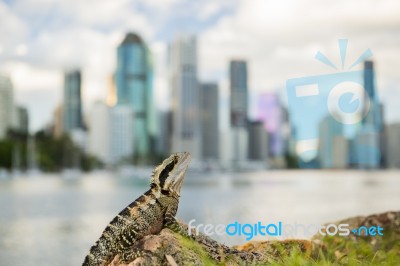 Water Dragon Outside During The Day By The Brisbane River Stock Photo