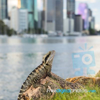 Water Dragon Outside During The Day By The Brisbane River Stock Photo