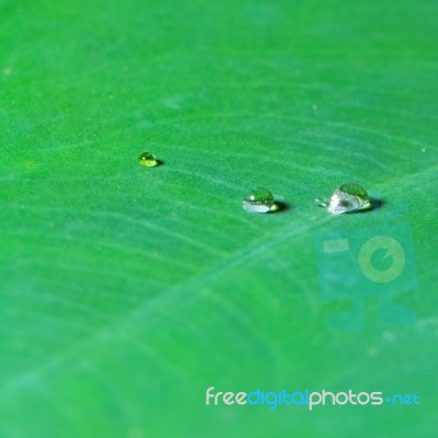 Water Drop Stock Photo