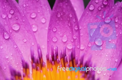 Water Drop On Colorful Purple Water Lily Stock Photo