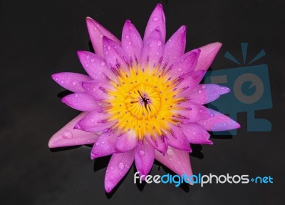 Water Drop On Colorful Purple Water Lily In Thailand Stock Photo