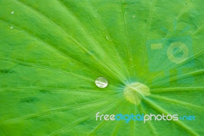 Water Drop On Lotus Leaf Stock Photo