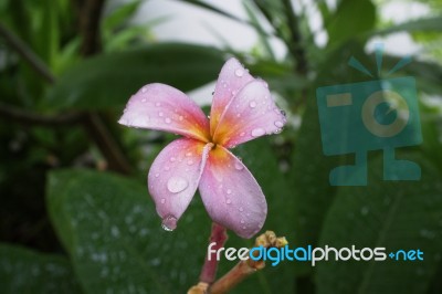 Water Drop On Pink Plumeria Flowers Stock Photo