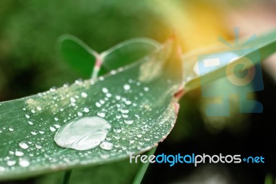 Water Drops In Rainy Season Stock Photo