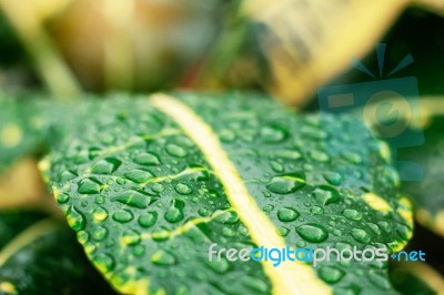 Water Drops Of Freshness In Nature Stock Photo