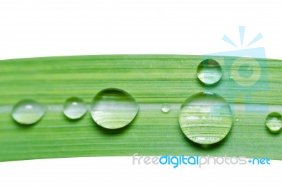 Water Drops On Green Leaf Isolated Stock Photo