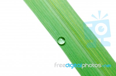 Water Drops On Green Leaf Isolated Stock Photo