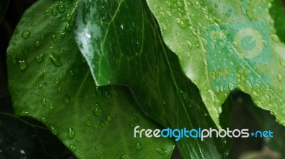 Water Drops On Green Leaves Stock Photo