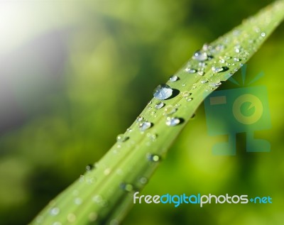 Water Drops On Leave In The Moring Stock Photo