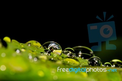 Water Drops On Leaves Stock Photo