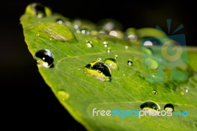 Water Drops On Leaves Stock Photo