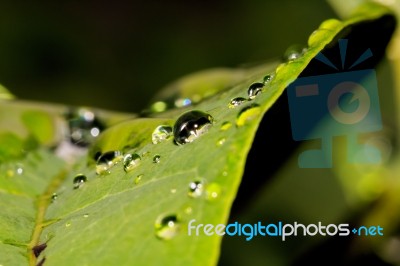 Water Drops On Leaves Stock Photo