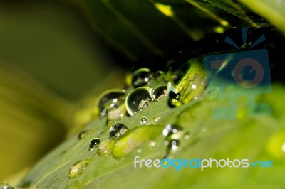 Water Drops On Leaves Stock Photo