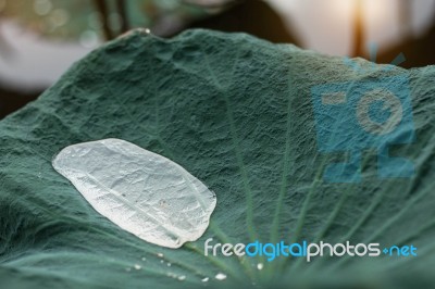 Water Drops On Leaves After Rain Stock Photo