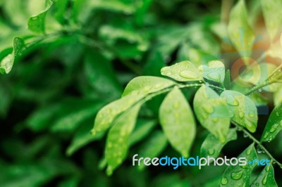 Water Drops On Leaves In Rainy Season Stock Photo