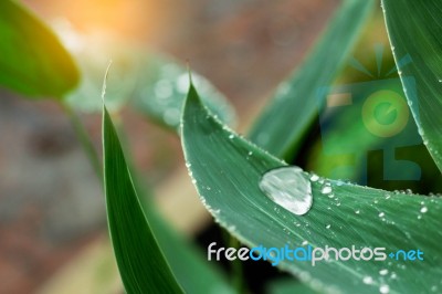 Water Drops On Leaves In Rainy Season Stock Photo