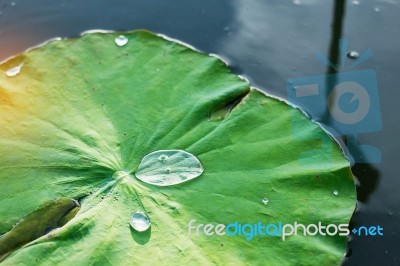 Water Drops On Lotus Leaf In Pond Stock Photo