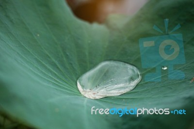 Water Drops On Lotus Leaves Stock Photo