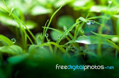 Water Drops On The Green Grass Stock Photo