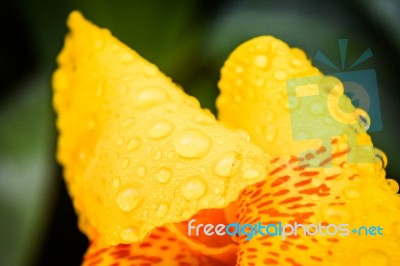 Water Drops On Yellow Flower On Dark Blackground Stock Photo