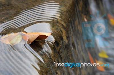 Water Flowing Through Dry Leaves Stock Photo