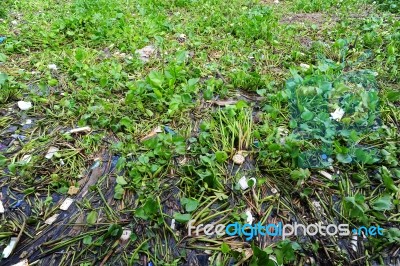 Water Hyacinth And Garbage Stock Photo